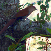 Squirrel Cuckoo
